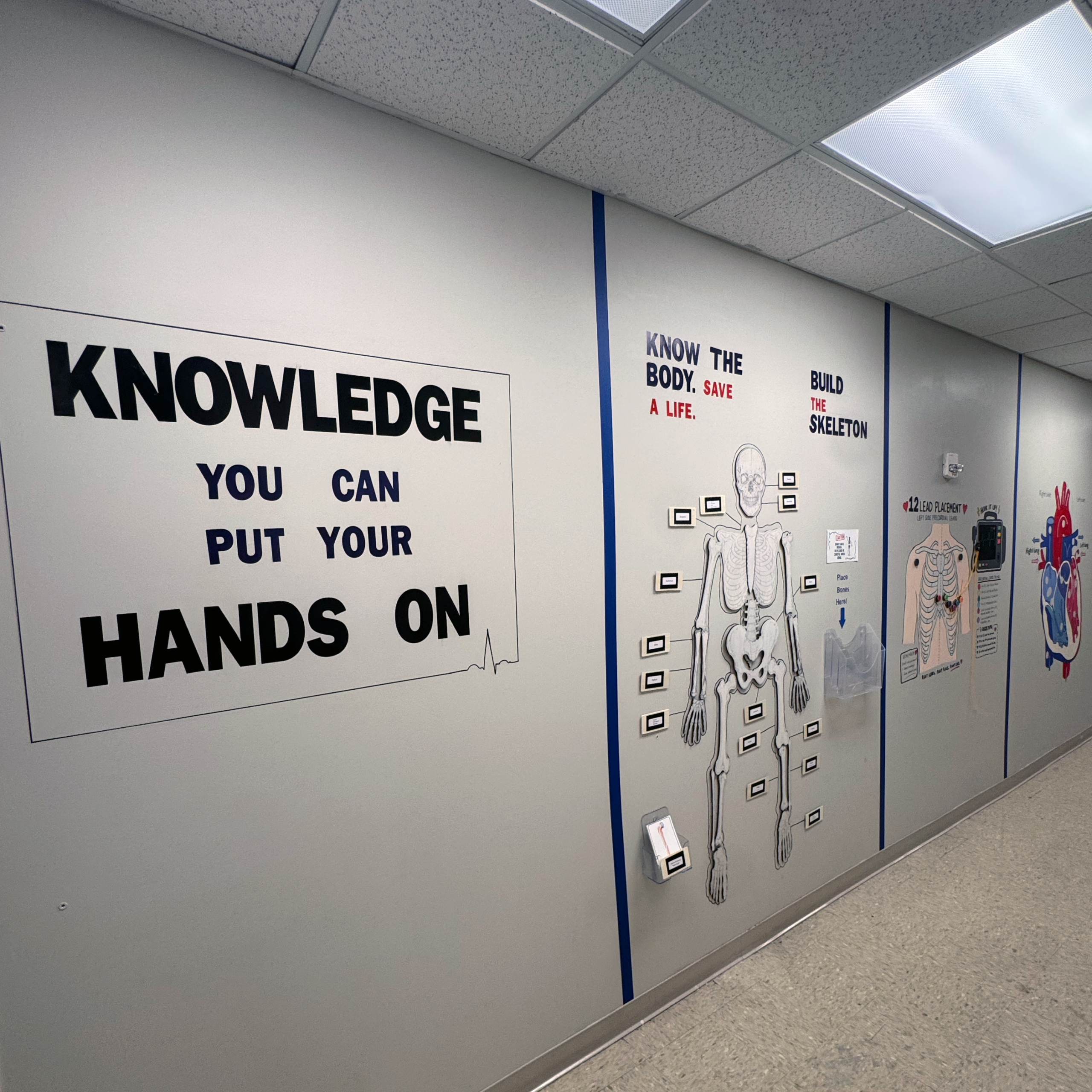 Interactive anatomy learning wall in MTSU’s EMT training space, featuring a labeled skeleton, body system diagrams, and hands-on learning activities.
